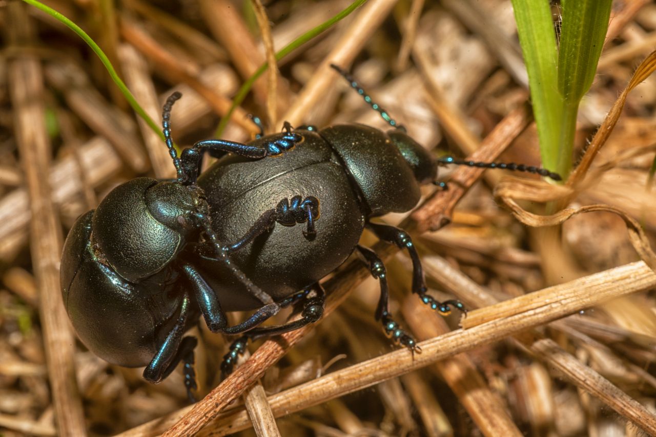 La Timarcha tenebricosa: il curioso “scarabeo blu” e i suoi rituali d’amore